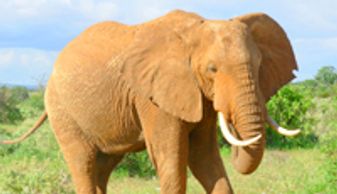 Tanzania- Safari elephant
