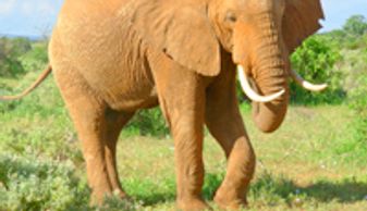 Tanzania