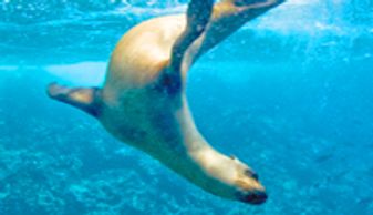 Galápagos – Expedition Cruise