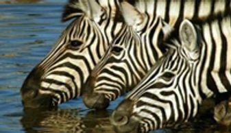 Zebras drinking water