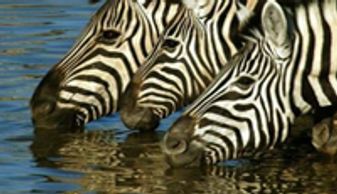 Zebras drinking water