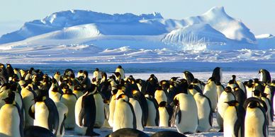 Penguins in Antarctica
