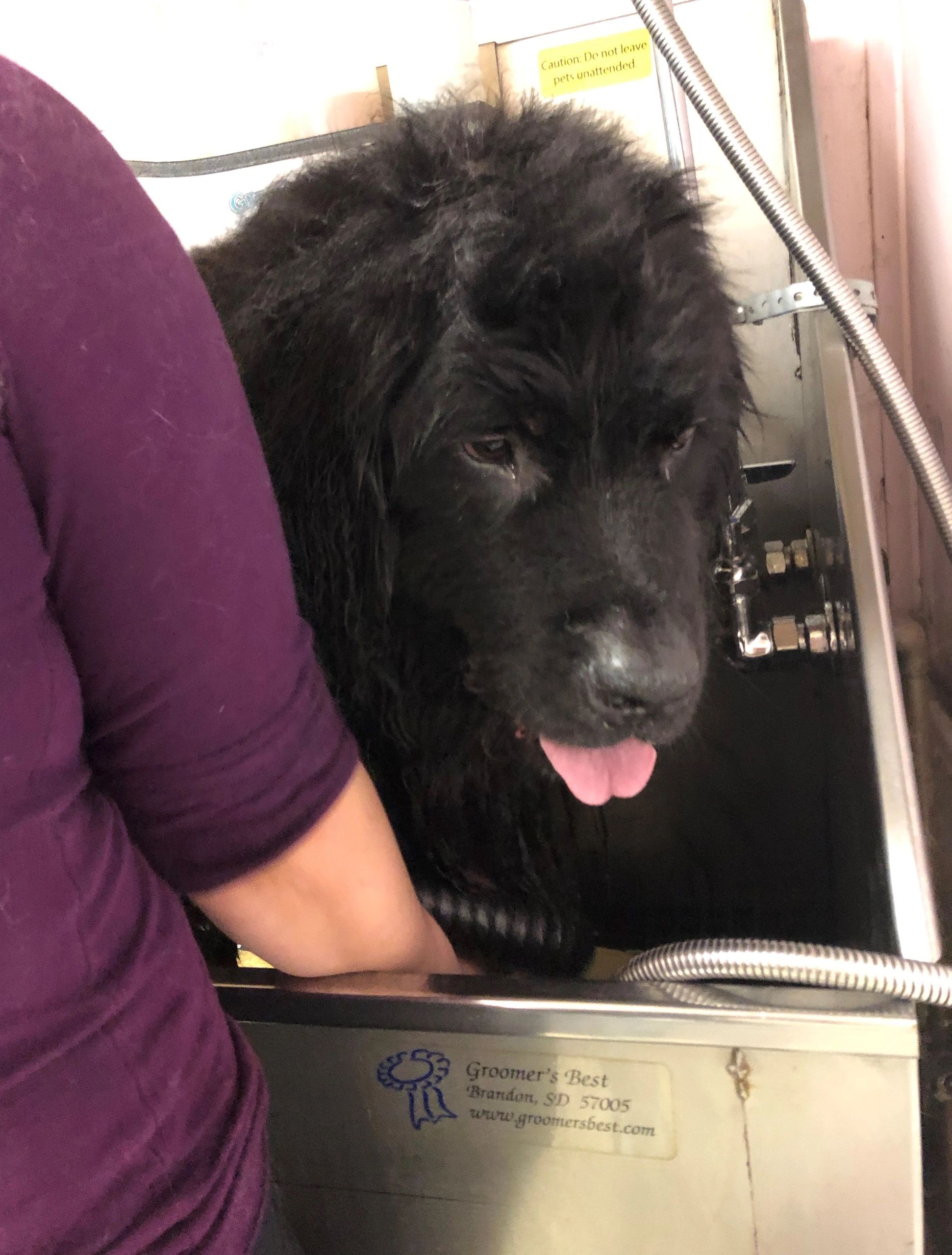 download bow wow wow pet groomers download bow wow wow pet groomers