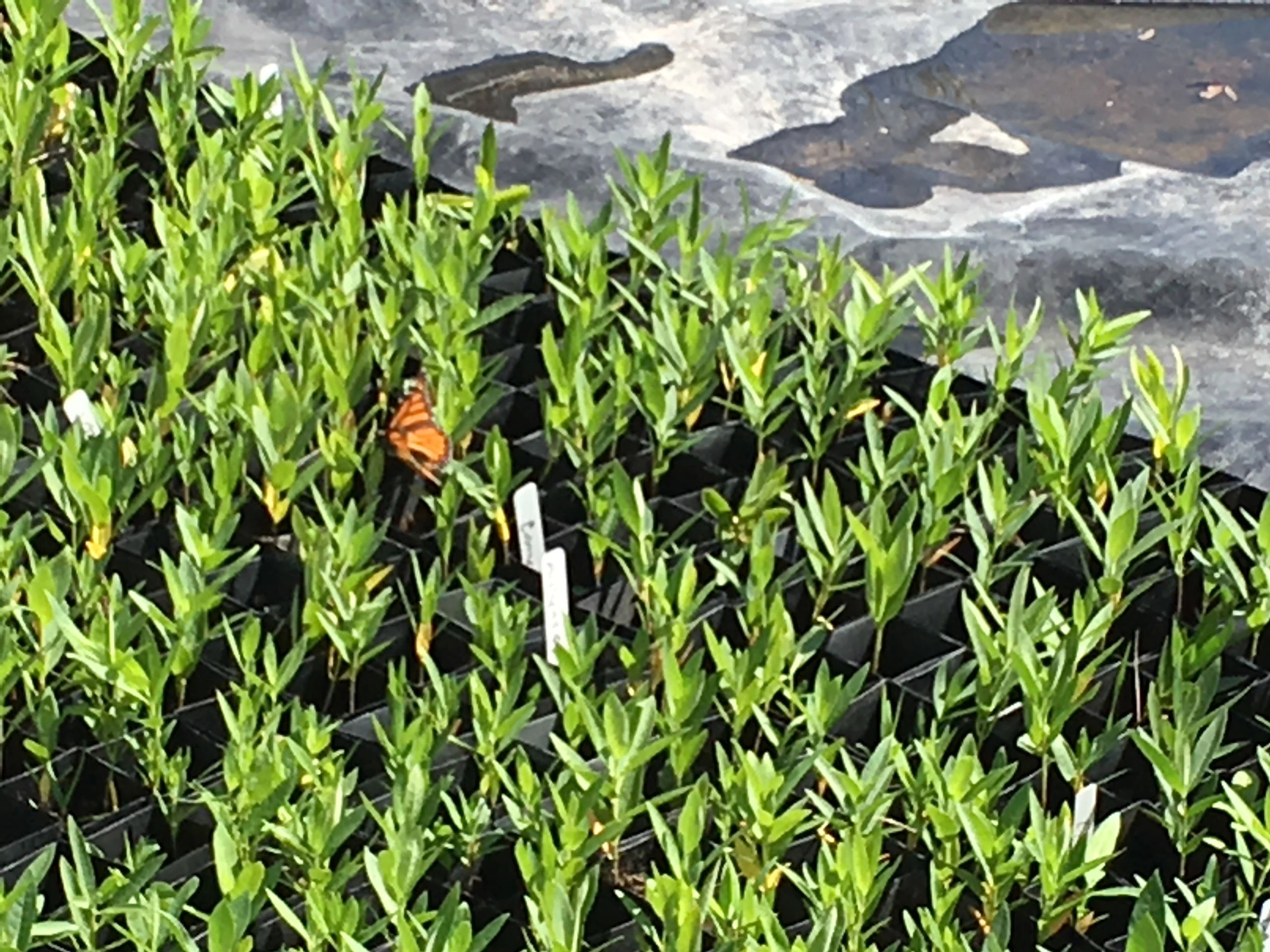 Michigan Native Wildflowers Nursery Northern Natives EC Nursery