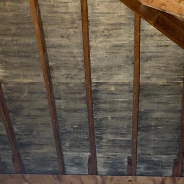 black mold growth in the attic