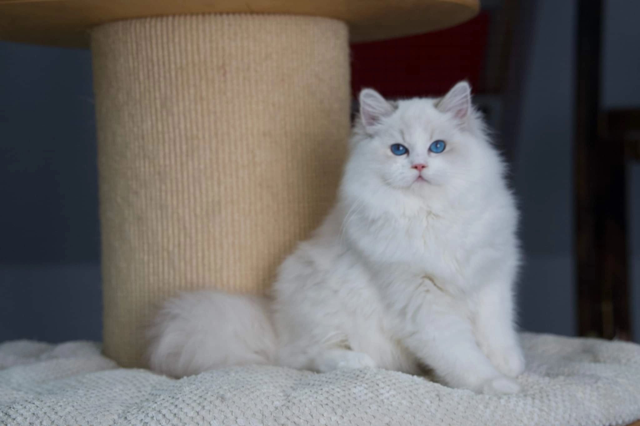 Young Queen Aisle, born 07.06.22 is from Poland