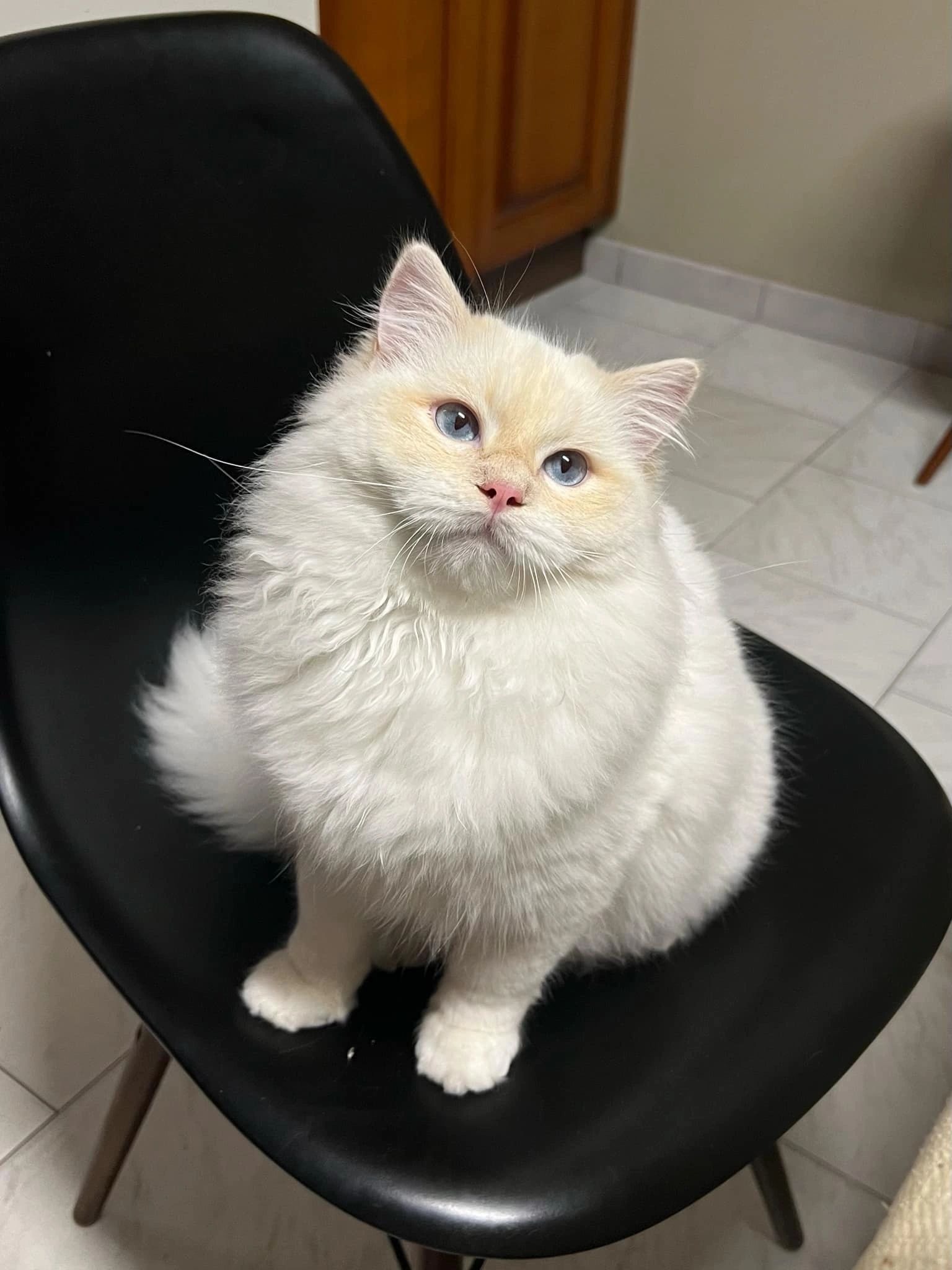Crimson, our Cream Tabby Mitted boy