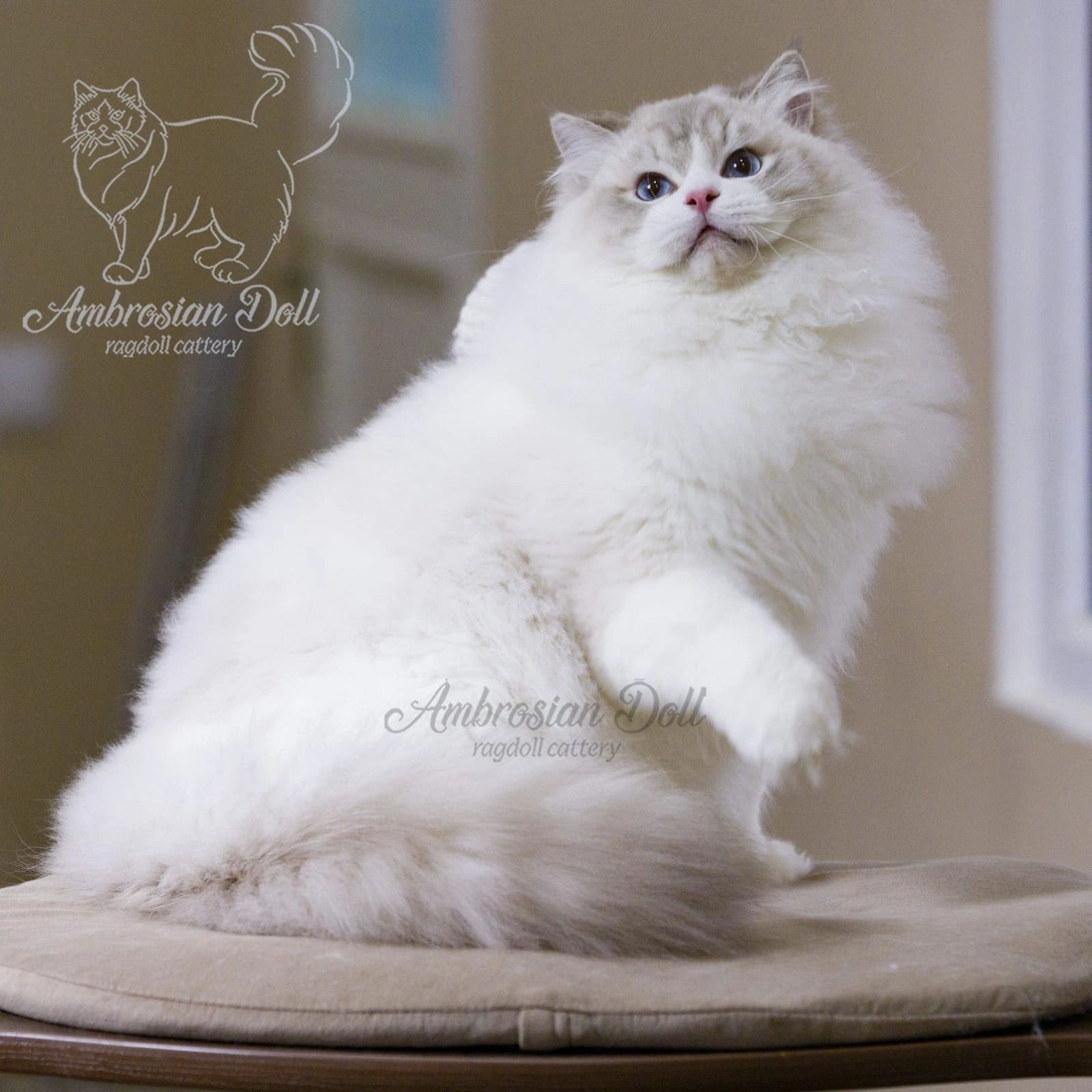 Umar, blue tabby bicolor ragdoll