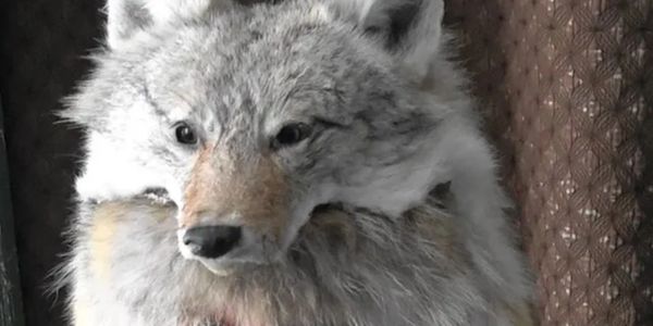 Close-up of a fluffy gray wolf staring intently.