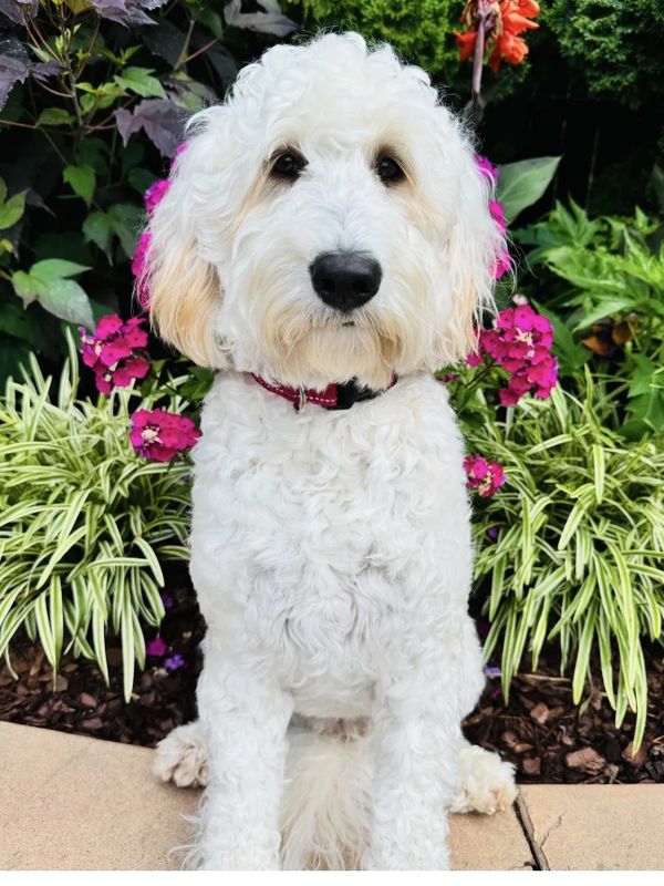 Curly white dog sitting in front of colorful garden flowers.