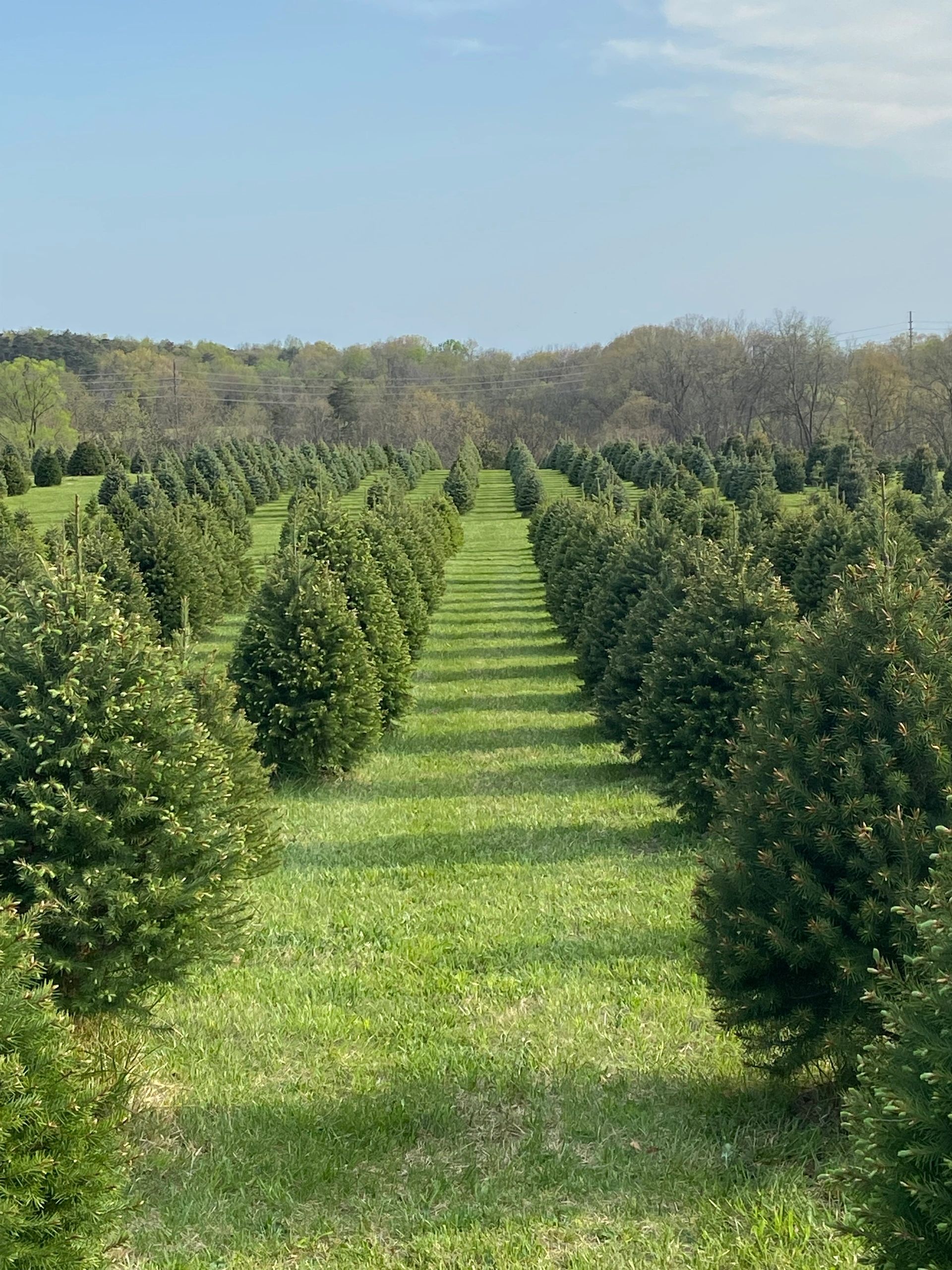 Choose and Cut Christmas Trees at Lynch Christmas Tree Farm