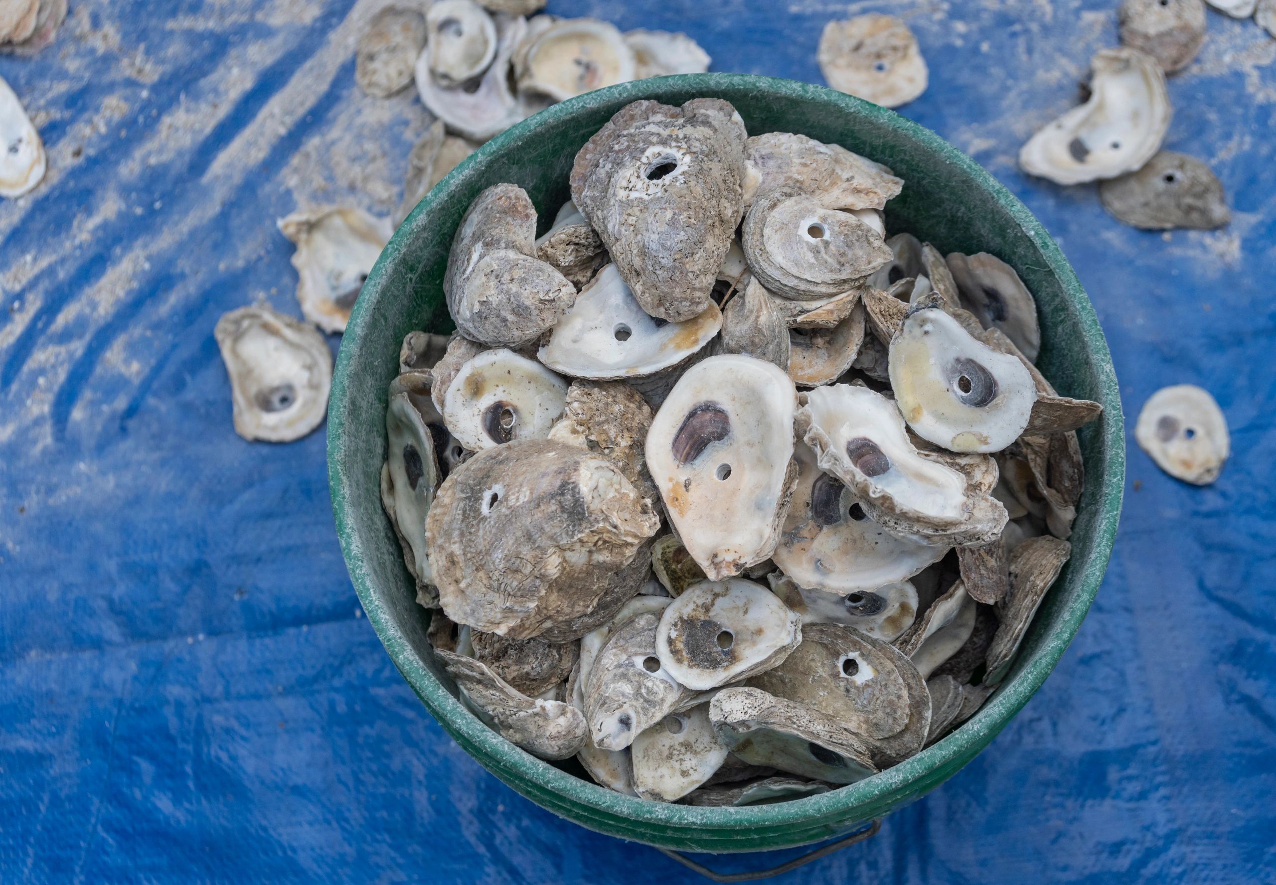 True Oyster Shell The Lifecycle of an Oyster Shell: From Restaurants to Restoration