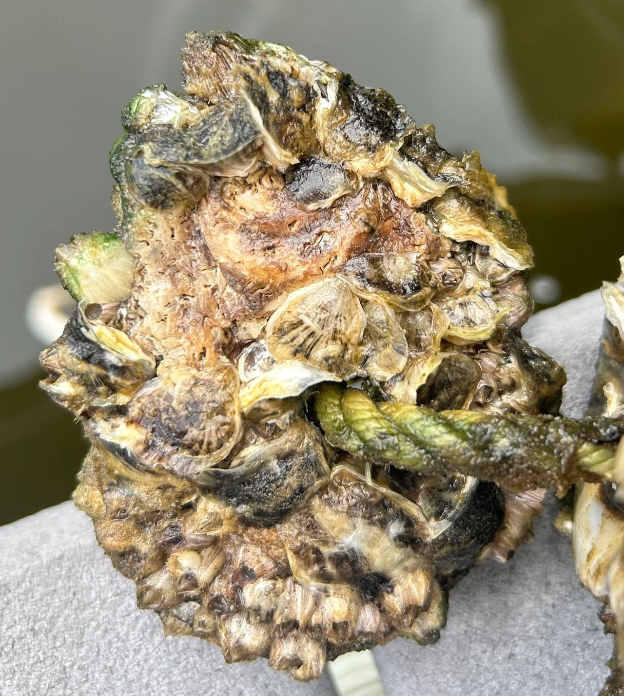 Spat (the flat, striped shells) pictured on this oyster shell.