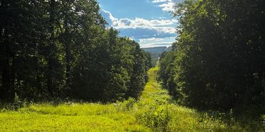 A sunny green forest clearing with a distant view of water.