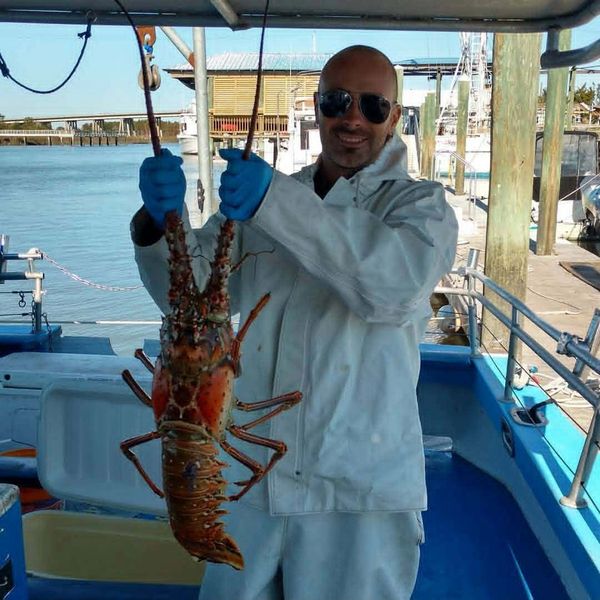 A man on a boat holding a large lobster with blue gloves and sunglasses.
