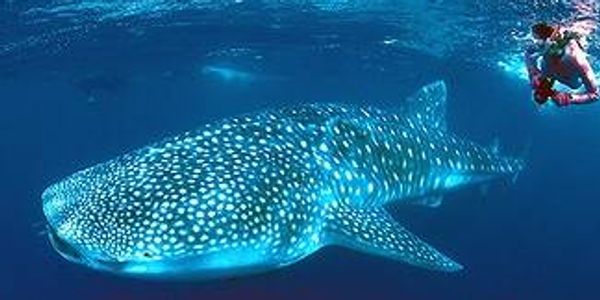 Whale Shark