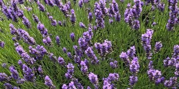 Photo of lavender plant, North Shore