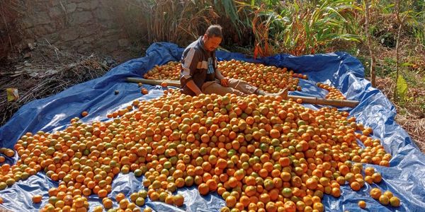 Orange Farming in Mineral Spring, Dawaipani, Darjeeling.