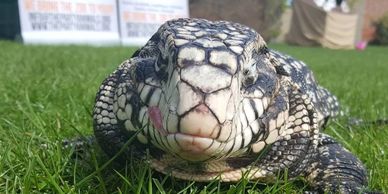 Argentine Black and White Tegu