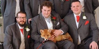 Red fox at a wedding