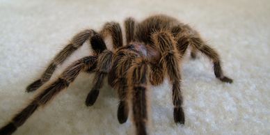 Chile Rose Tarantula