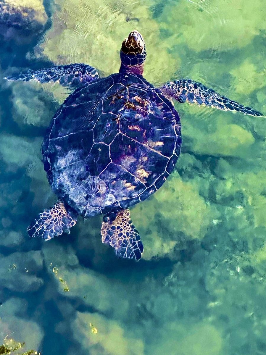 Honu Kona