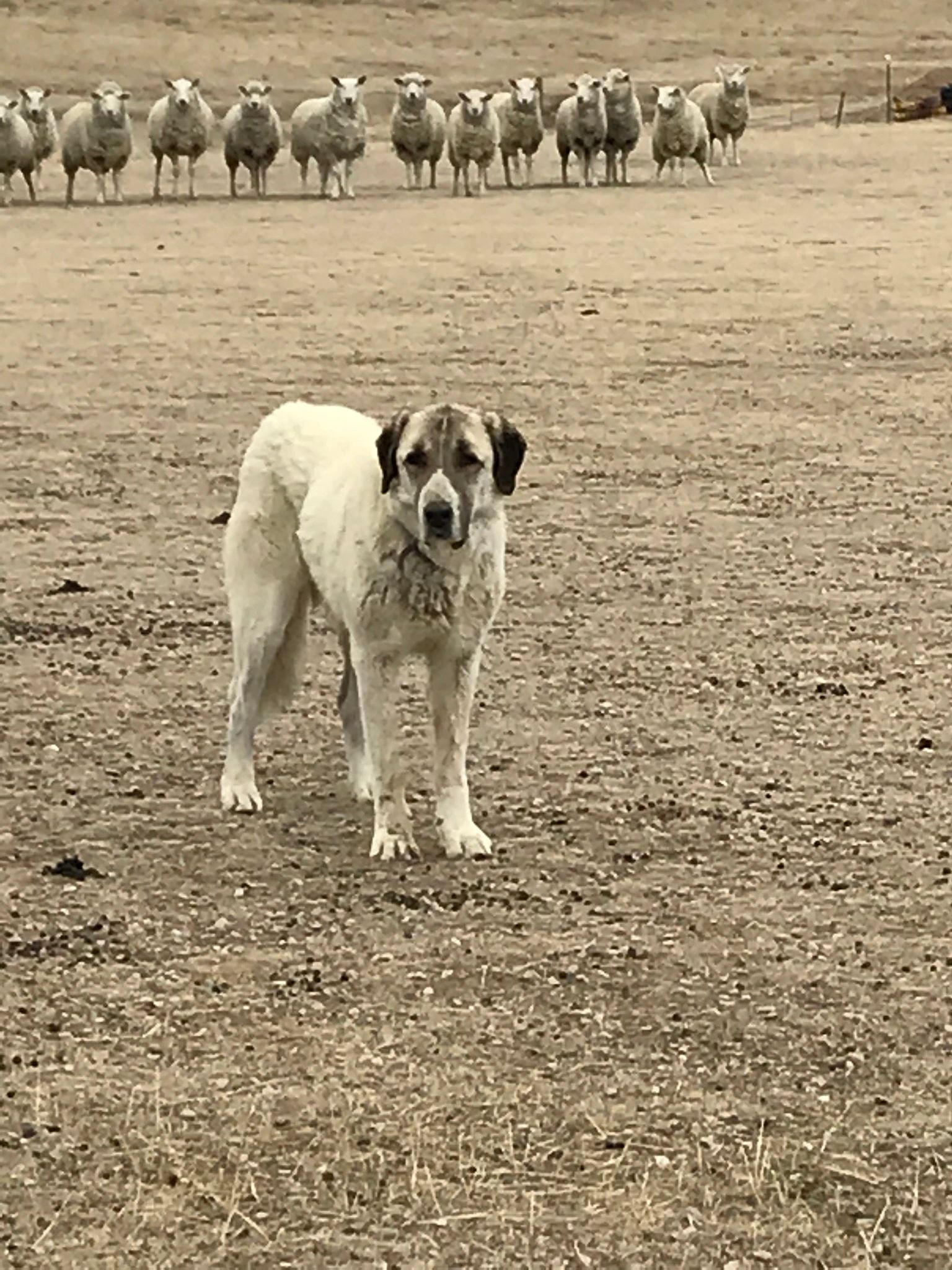 Guardians Of The Grasslands
