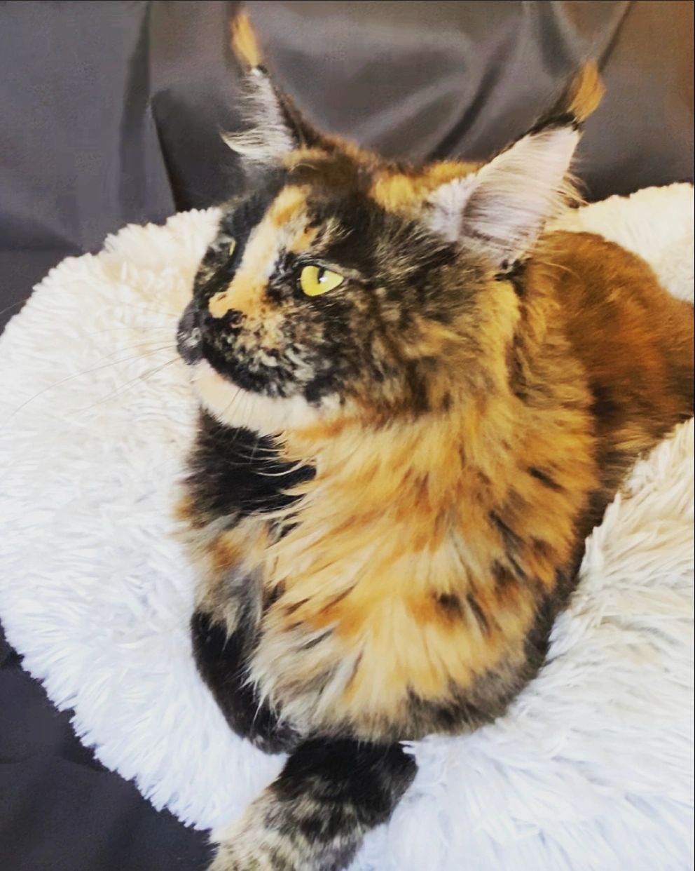 Welcome to TortieCoon Cattery. We are based in Crosby, Minnesota and our focus has been to breed hea