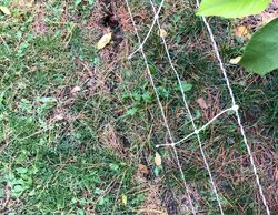 Vole pathway. Not a great picture.