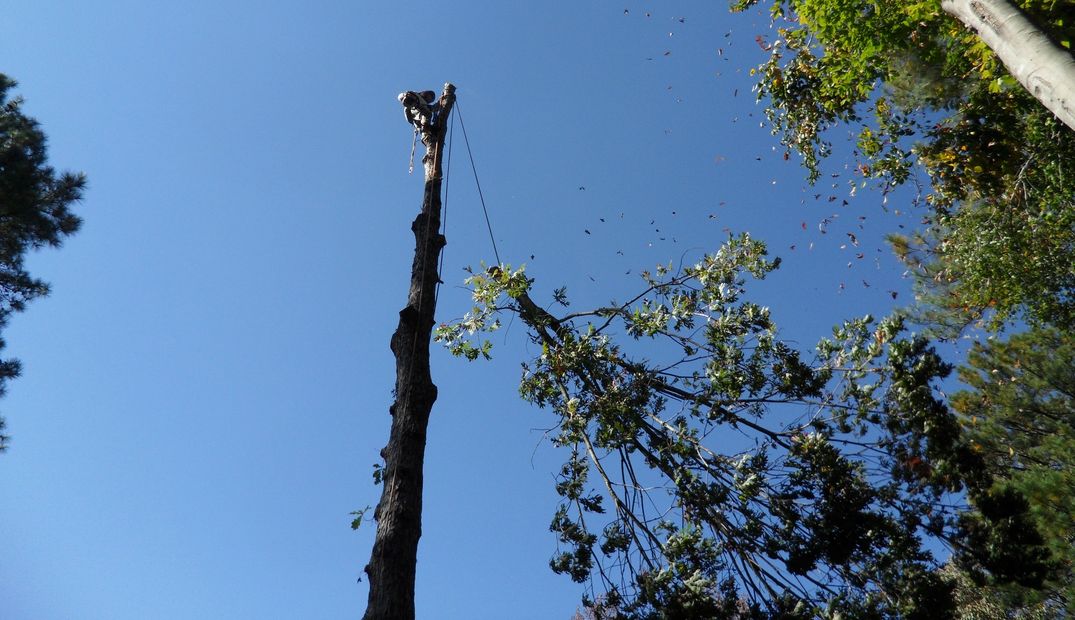 Man wearing safety harness in large tree. Recently cut top section tied to ropes dropping to ground.