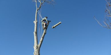 Man in a safety harness has released a large section from a tall tree.  The sky is semi dark blue.