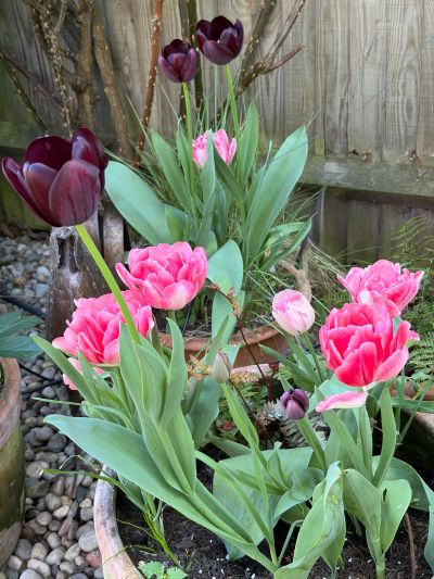 Pink and dark purple tulips in garden pots.