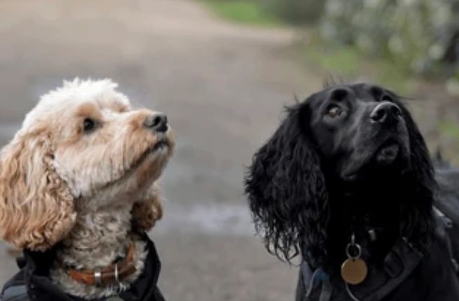 Ein weißer und ein schwarzer Hund die einem Menschen anschauen 