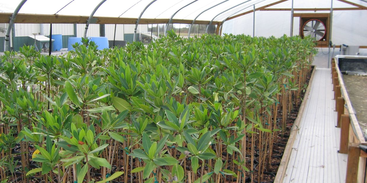 Mangroveplantsforsale