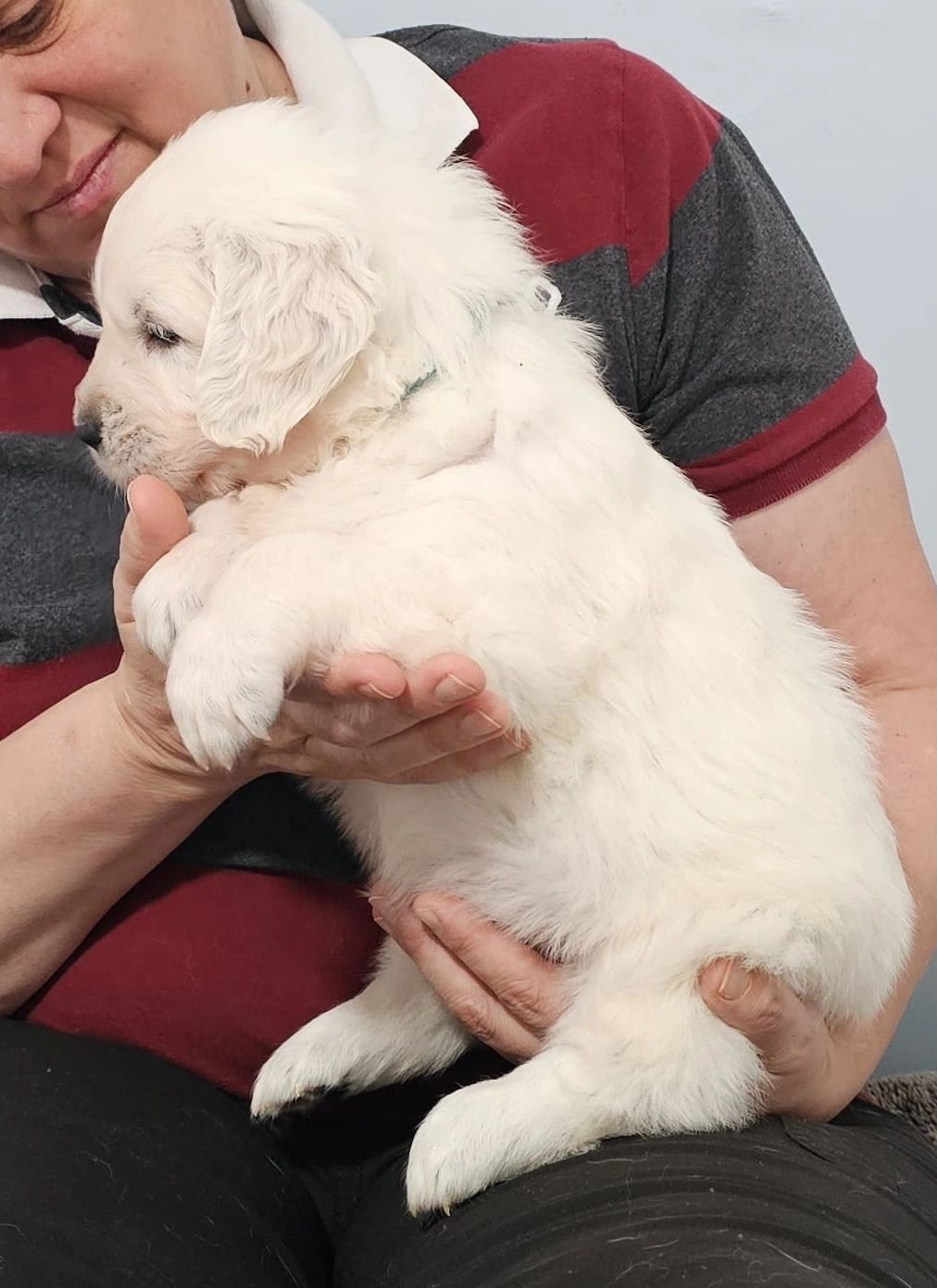 Daisy and finn puppy 