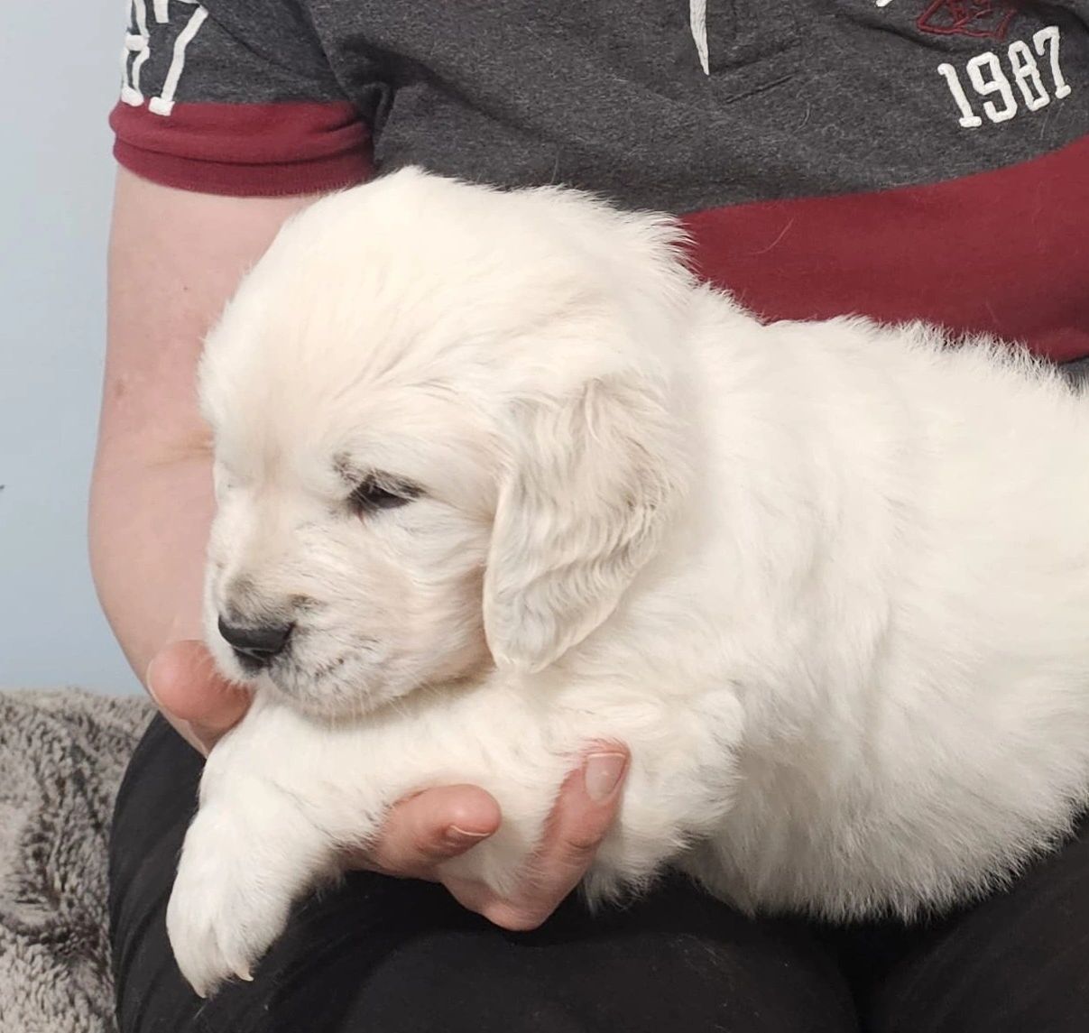 Red from daisy and finn