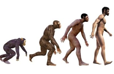 Illustration showing human evolution from ape to modern man in four stages.