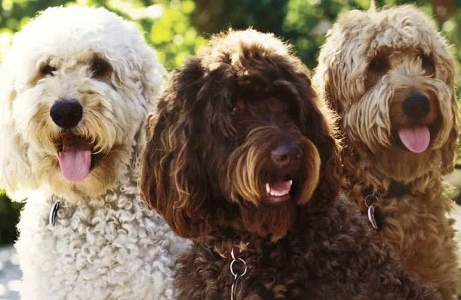 Labradoodle Puppies Oregon Labradoodles