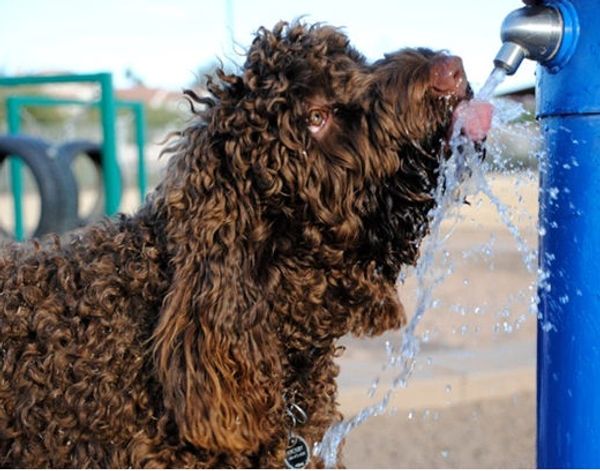 Puppies Now Available | Oregon Labradoodles