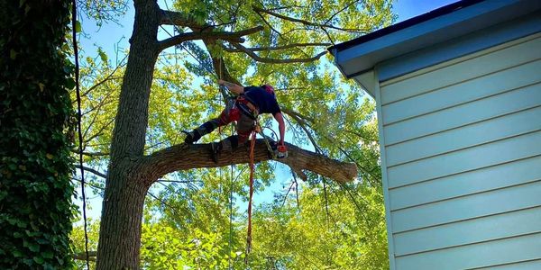 Tree Trimming