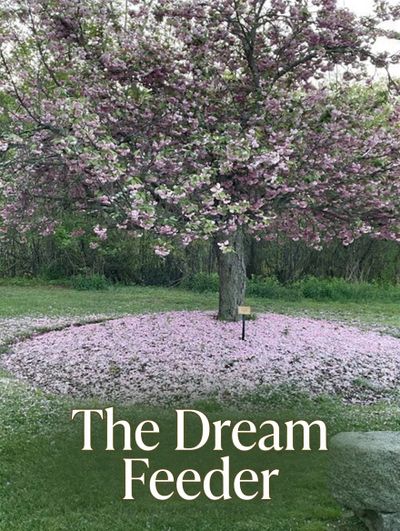 A blossoming tree with pink flowers surrounded by petals forming a heart shape, titled 'The Dream Feeder'.