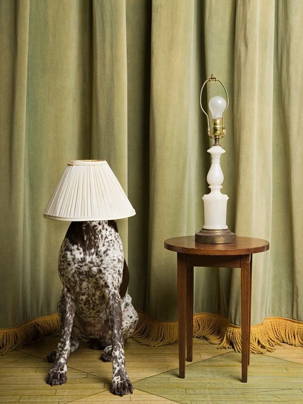 A dog holding the lamp 