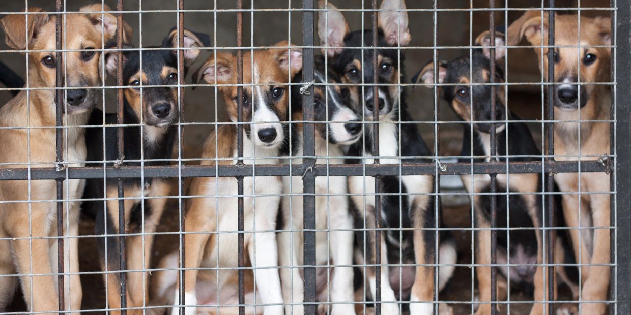 Seven dogs behind a metal cage.