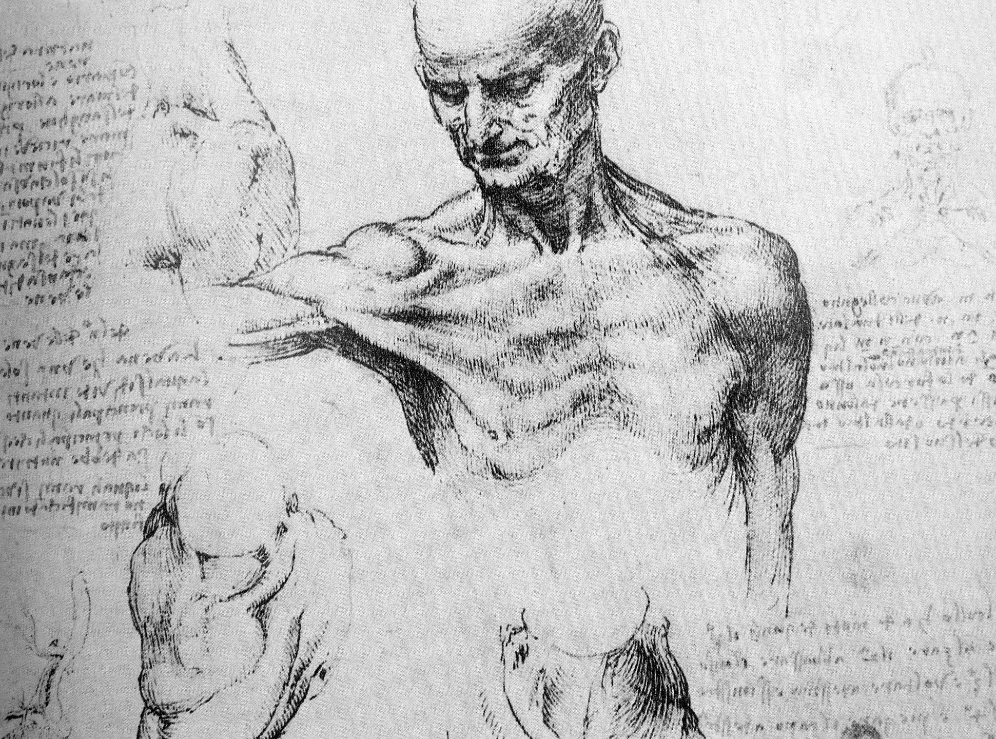 Detailed anatomical sketch of a muscular man with notes.