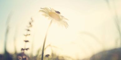 A daisy reaches up towards the sunlight amongst the grasses, blue sky and a summery haze