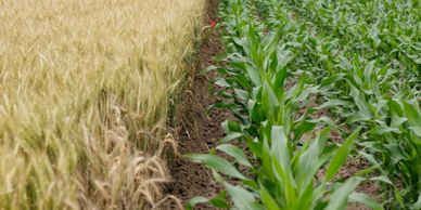 hay, soil and forage testing, kittitas county