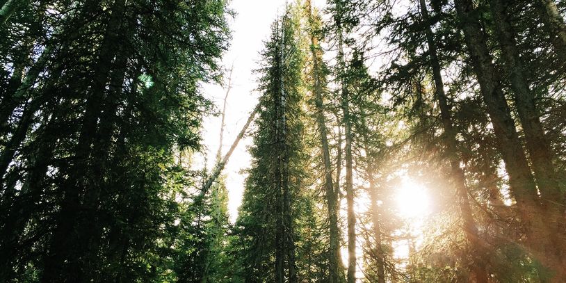 Sunlight streams through tall pine trees in a dense forest.