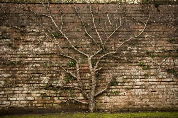 Vines and tree roots growing destructively into a brick wall.