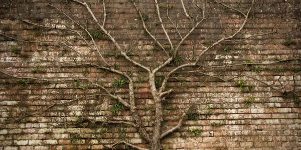 Tree with spreading branches highlighting the importance of preserving assets in estate planning