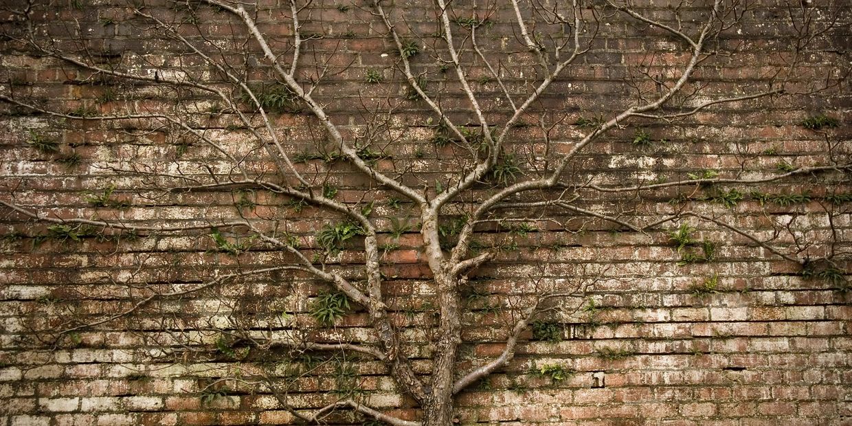 barren tree growing against faded brick wall